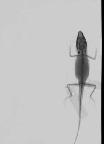 Media type: image;   Herpetology R-100131